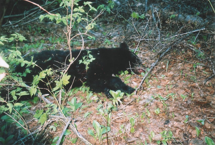 Bear Harvest