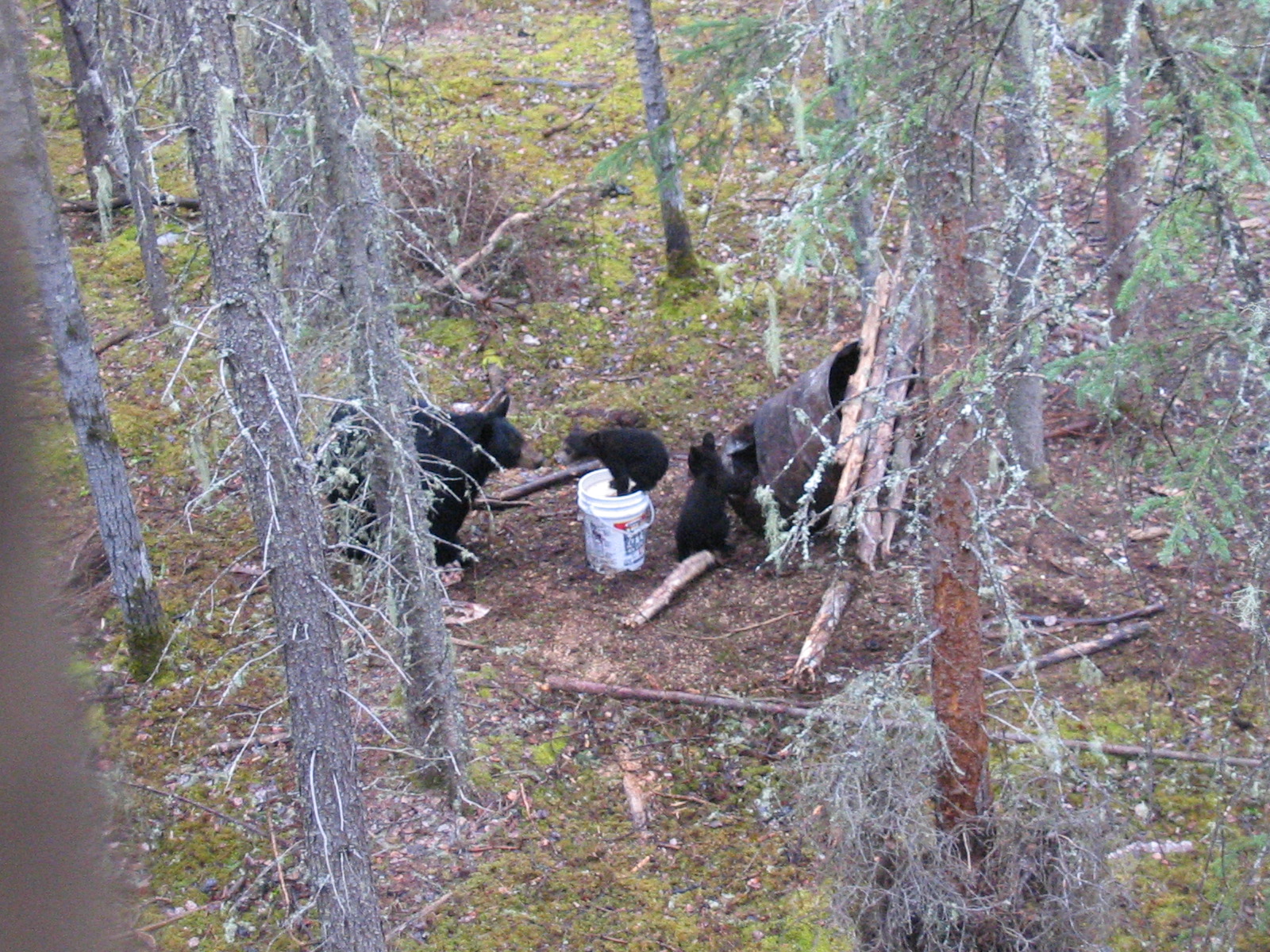 Triplet bear cubs at bait sire