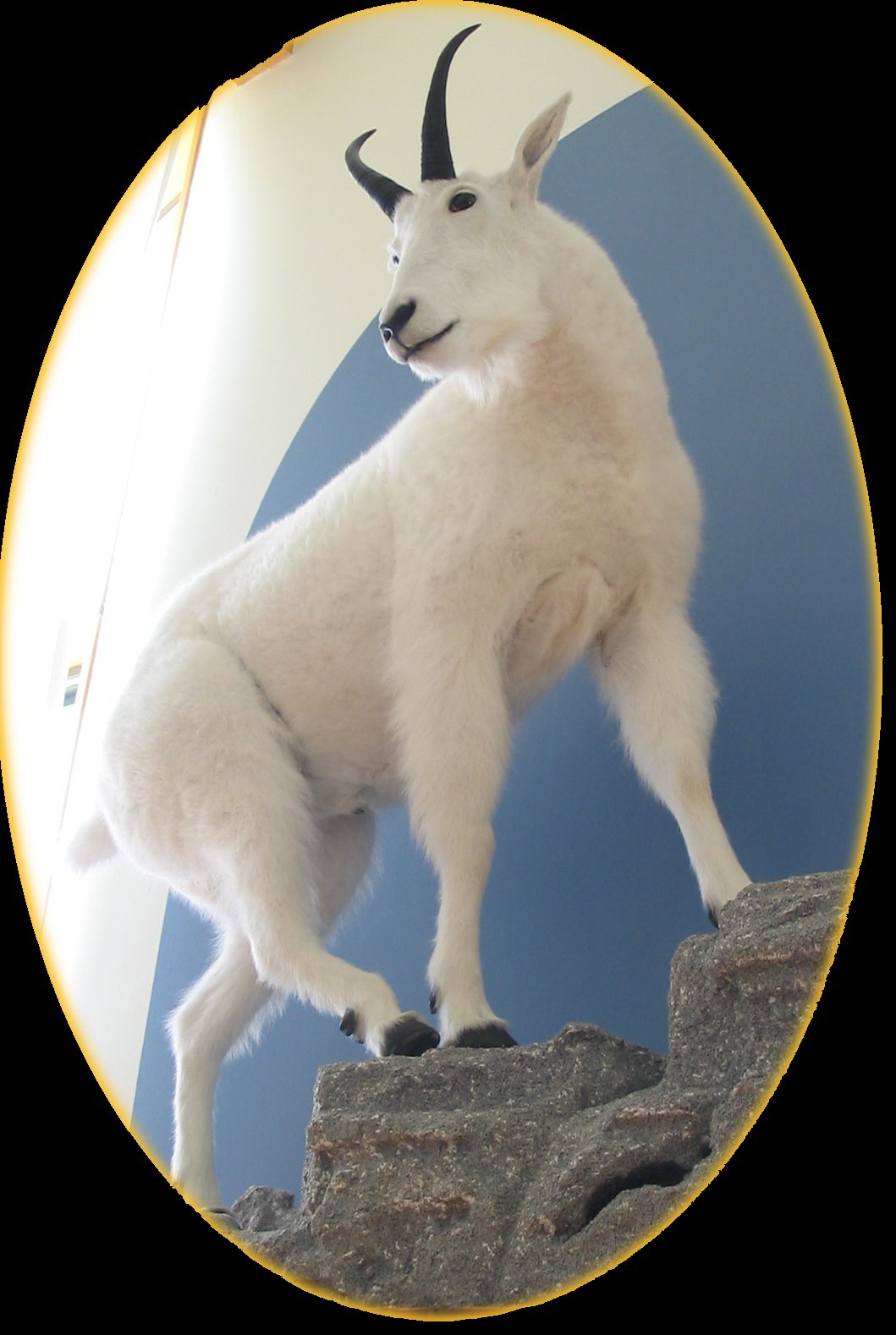 Mountain Goat on "Rock" Ledge