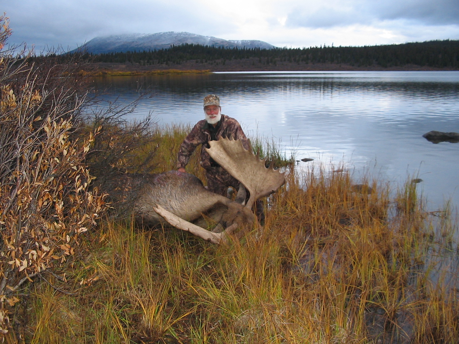 British Columbia Moose