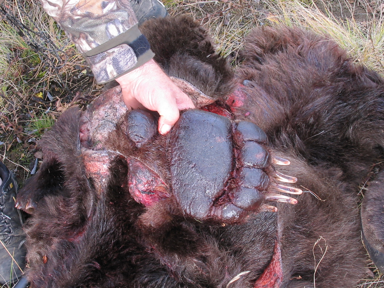 Grizzly claws