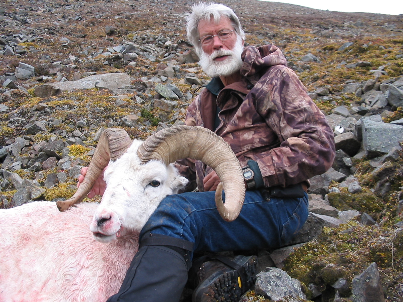 Yukon Dall Sheep