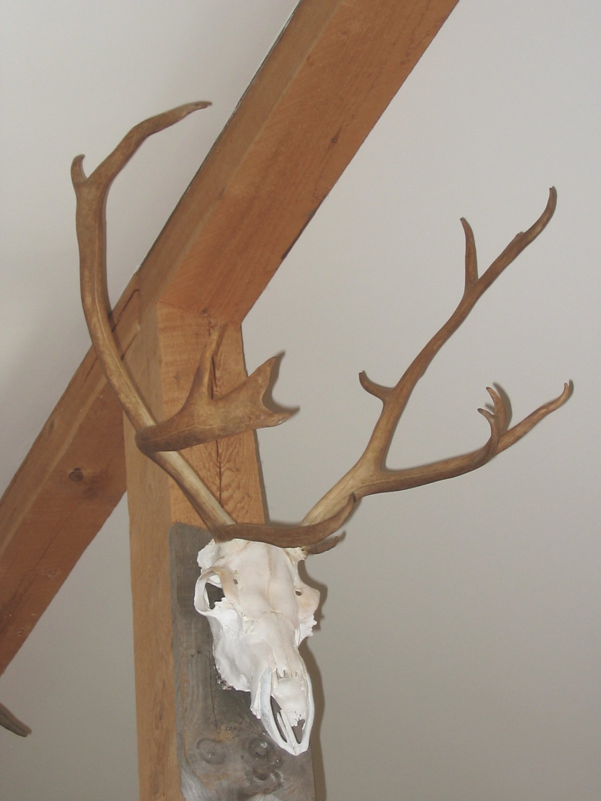 European Mount, Woodland Caribou