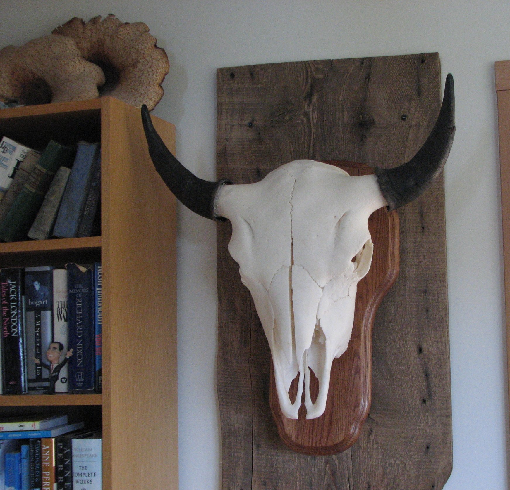 Buffalo skull mount