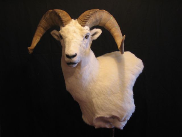 Dall Sheep Trophy