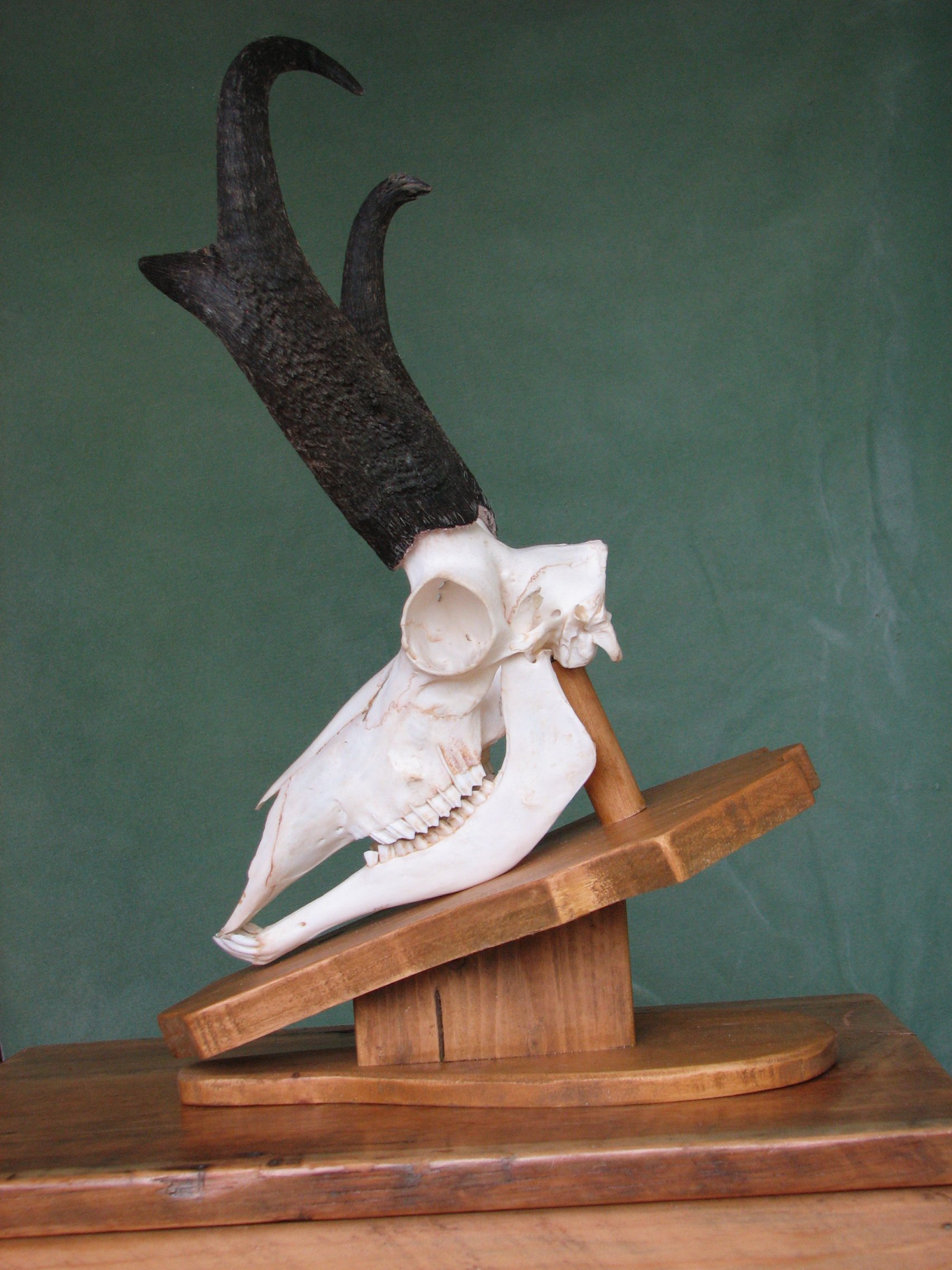Antelope: European Skull Mount 