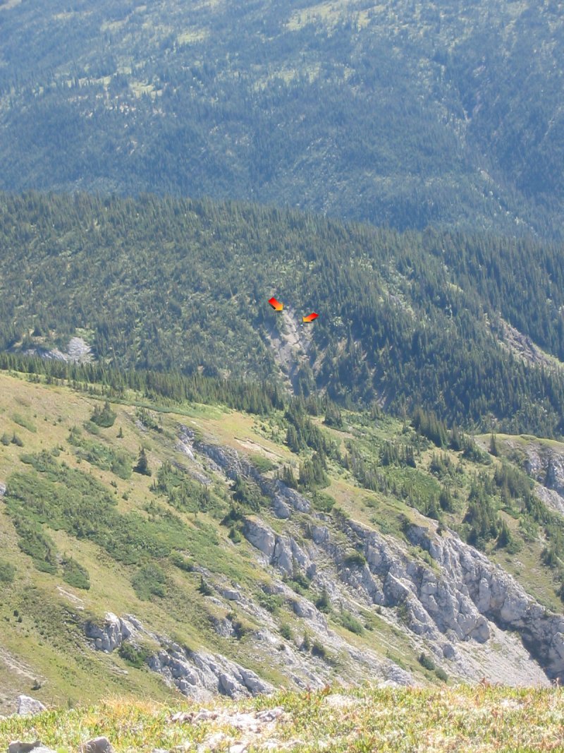 Goats on a far slide