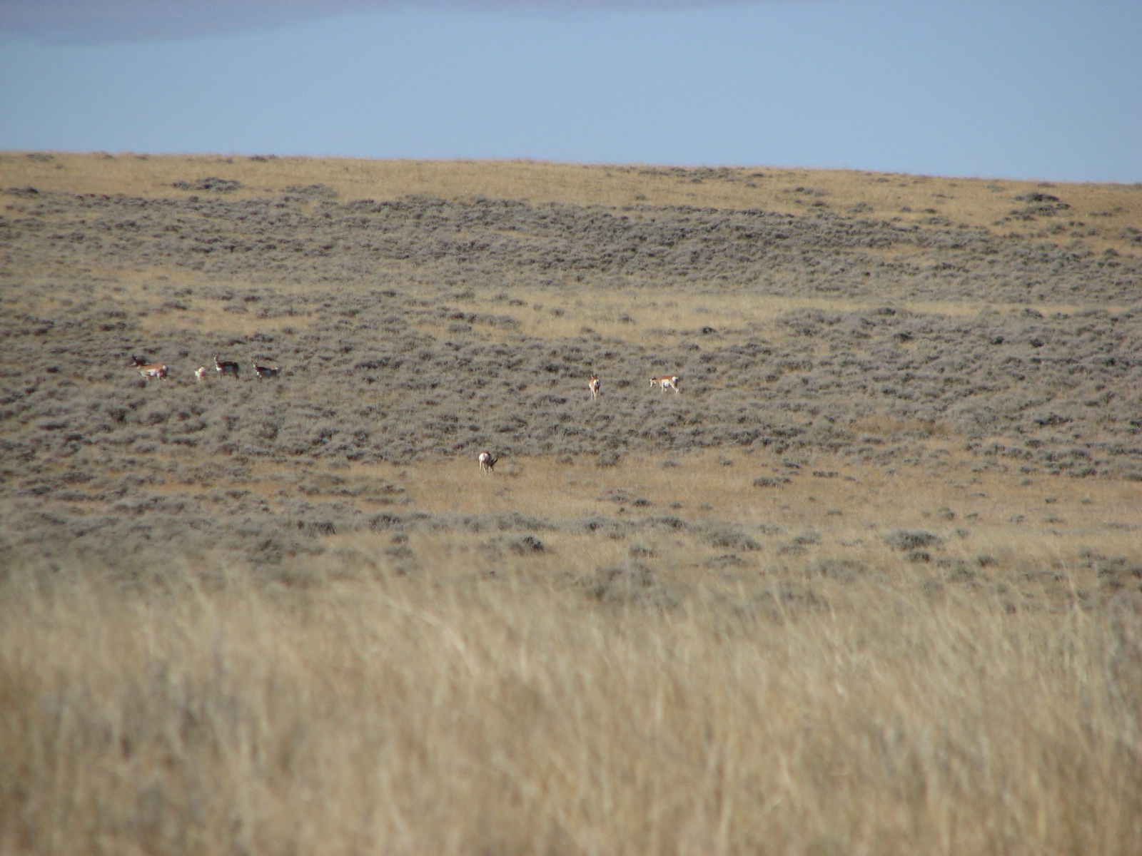 Antelope on plains