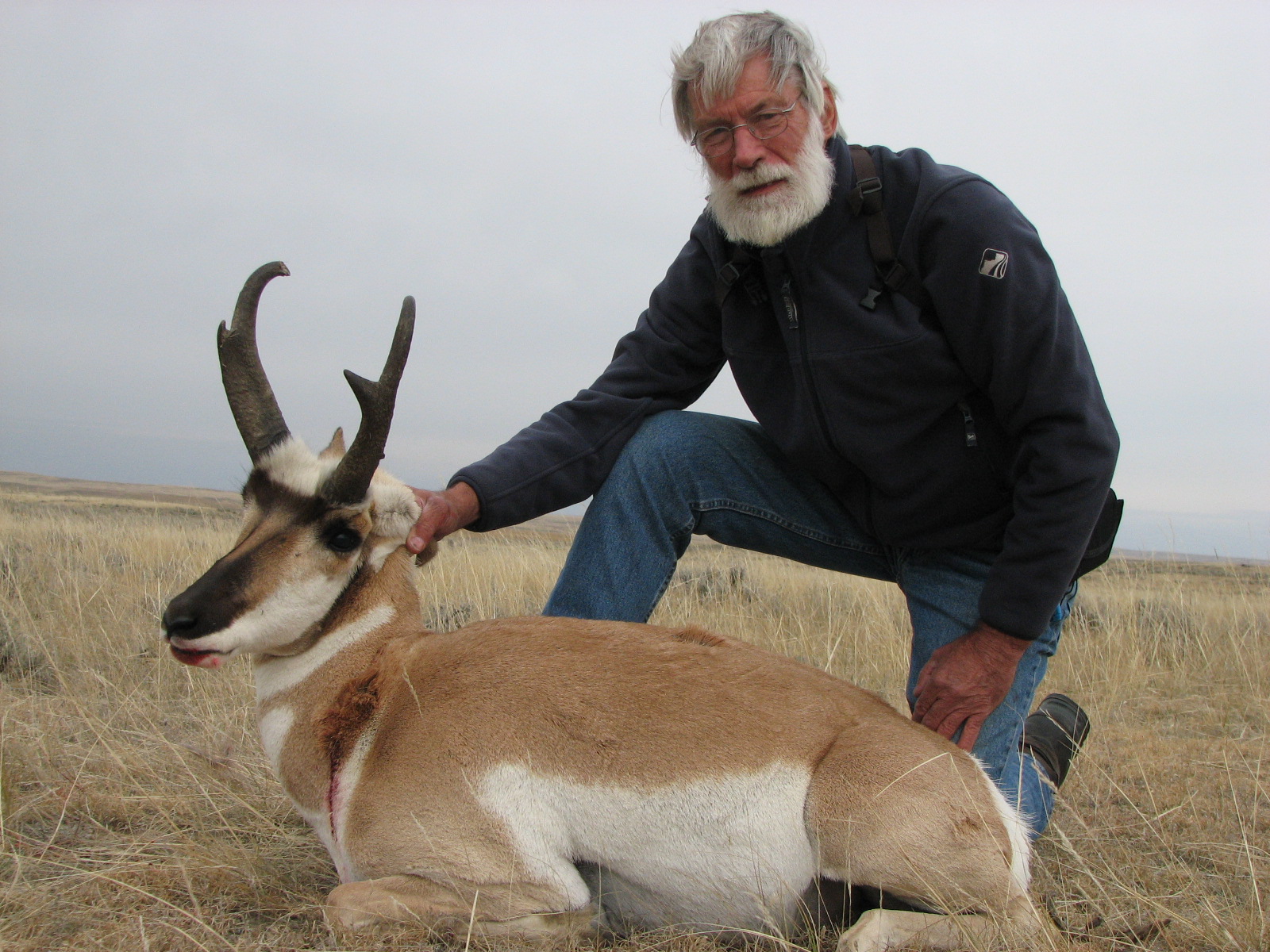 Wyoming antelope