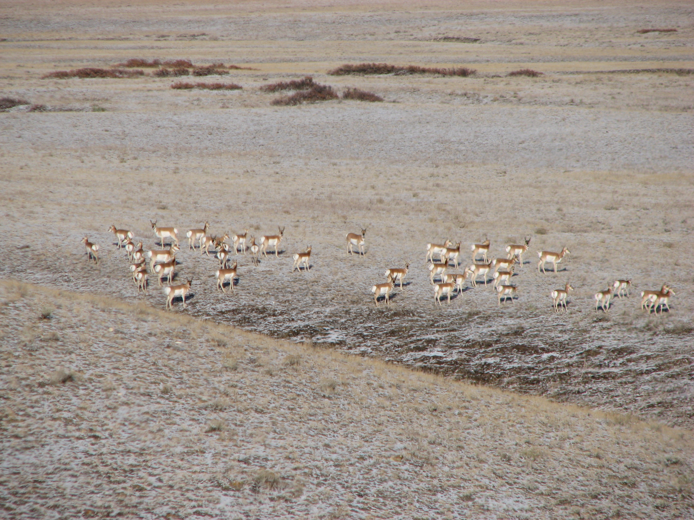 Herd of antelope