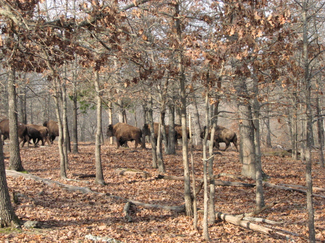 Buffalo herd