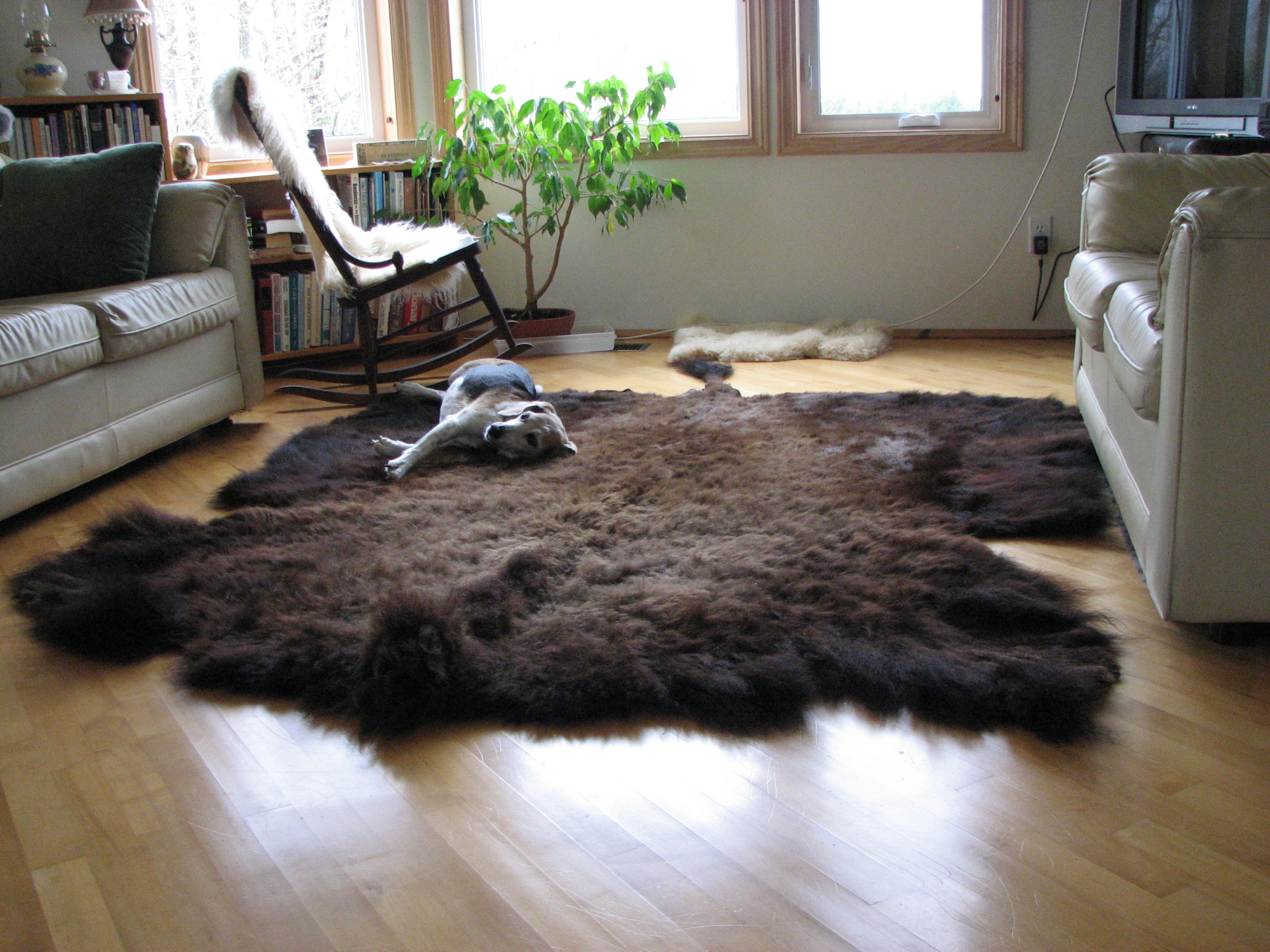 Buffalo rug, as enjoyed by the beagle