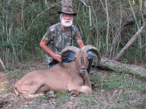 30 inch aoudad trophy