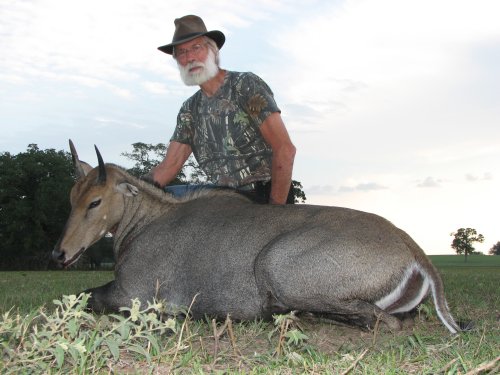 Nilgai trophy