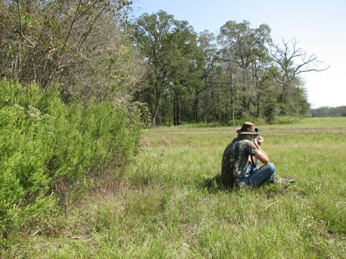 Aoudad stalk