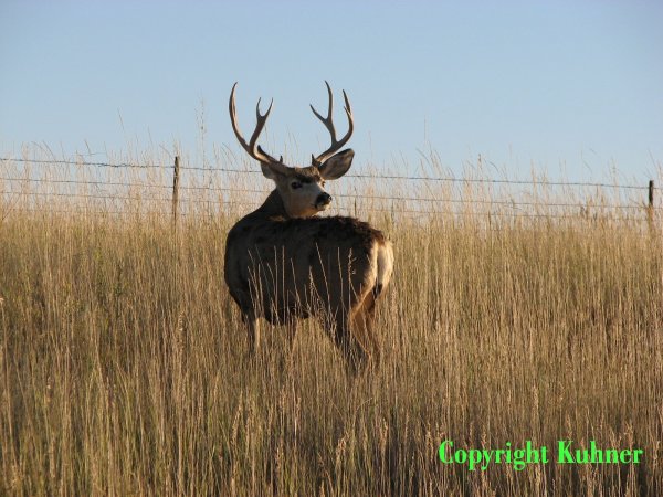 Mule deer looking over his shoulder