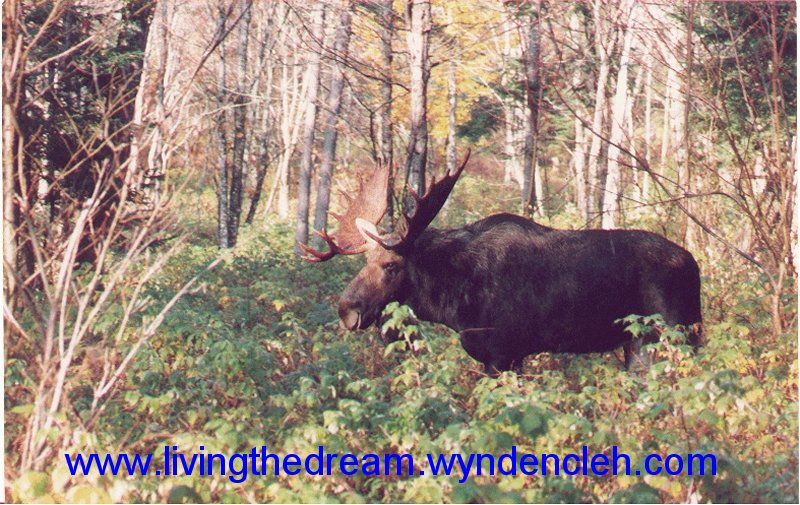 New Hampshire Moose