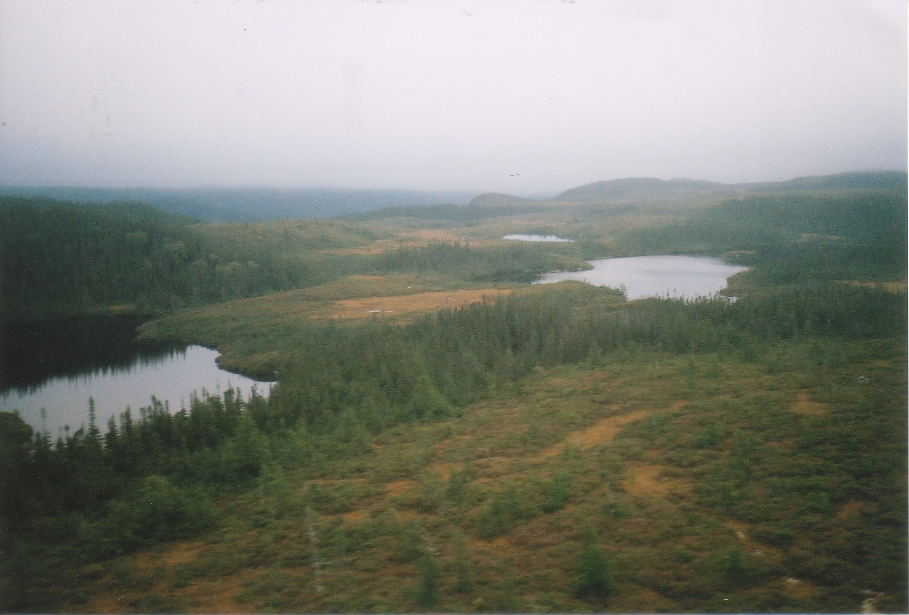 Bogs and Tuckamore, Newfoundland