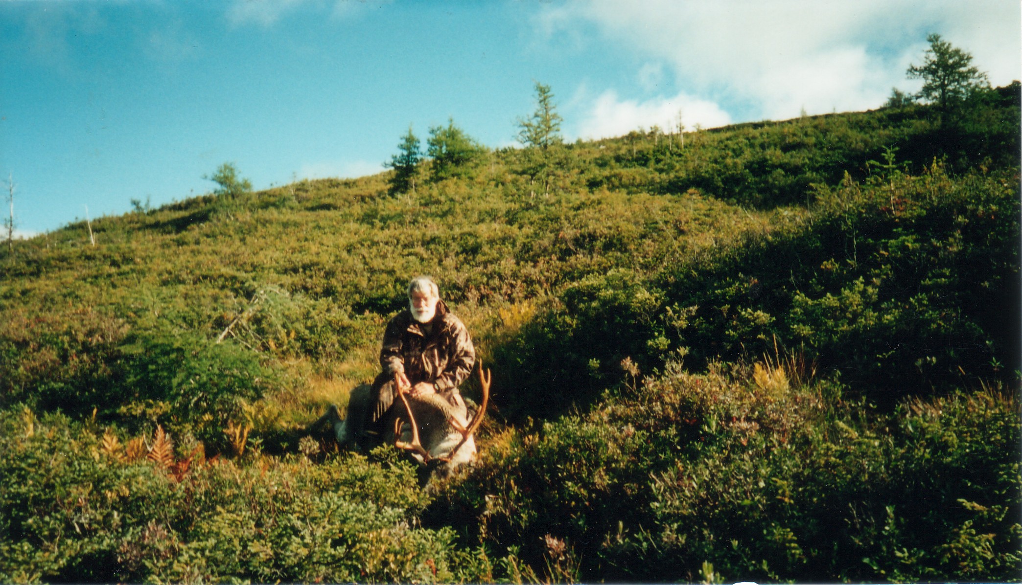 Woodland Caribou, Newfoundland