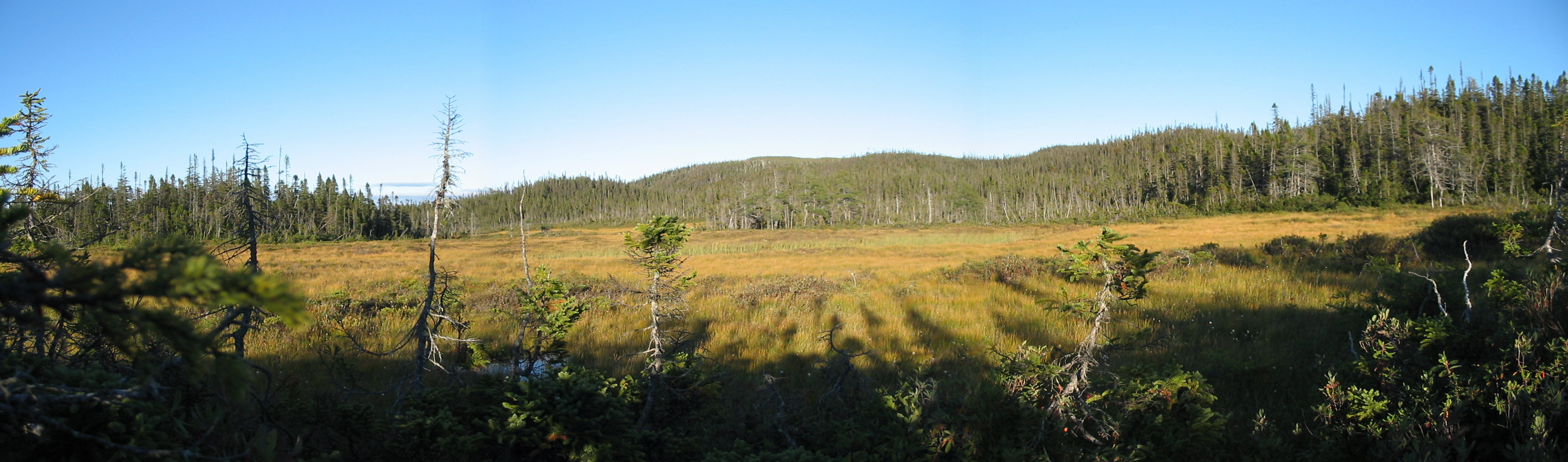North Island Bog