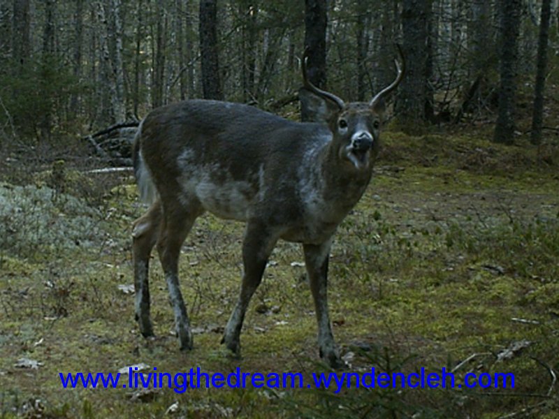 Piebald Whitetail Buck