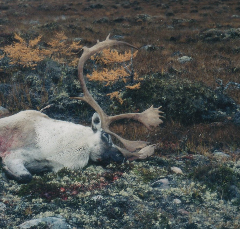 Quebec Labrador Caribou