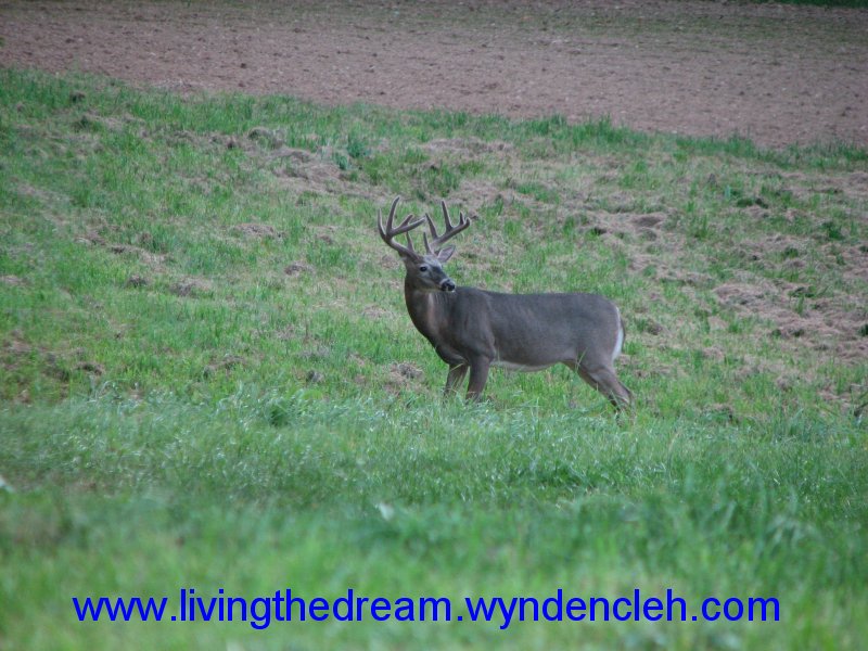 Whitetail Buck