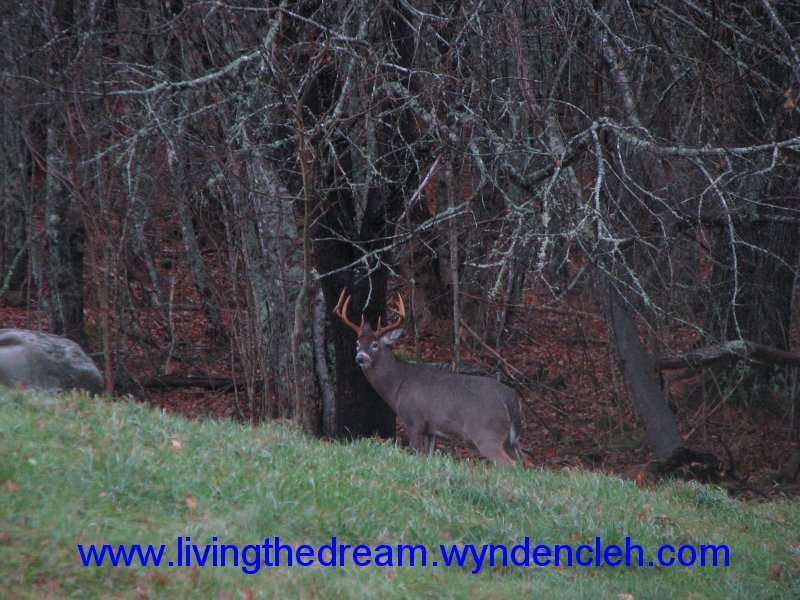 Whitetail Buck