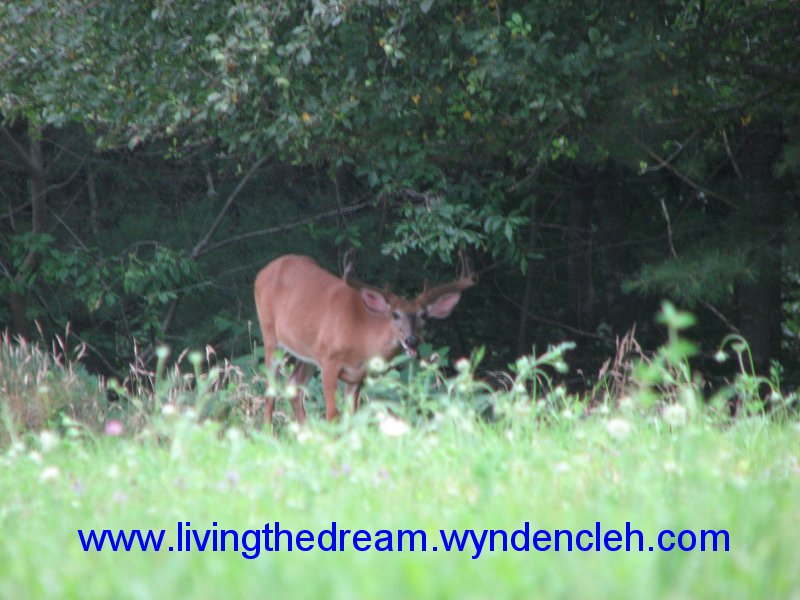 Whitetail Buck