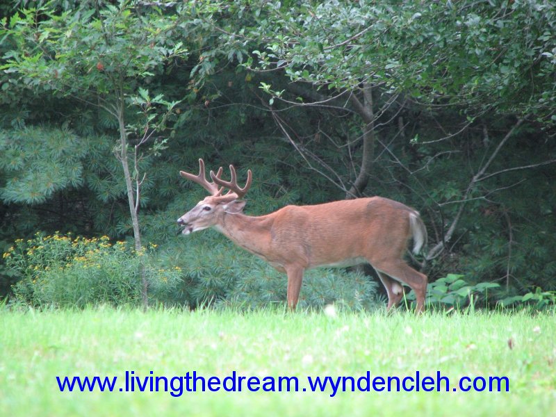 Whitetail Buck