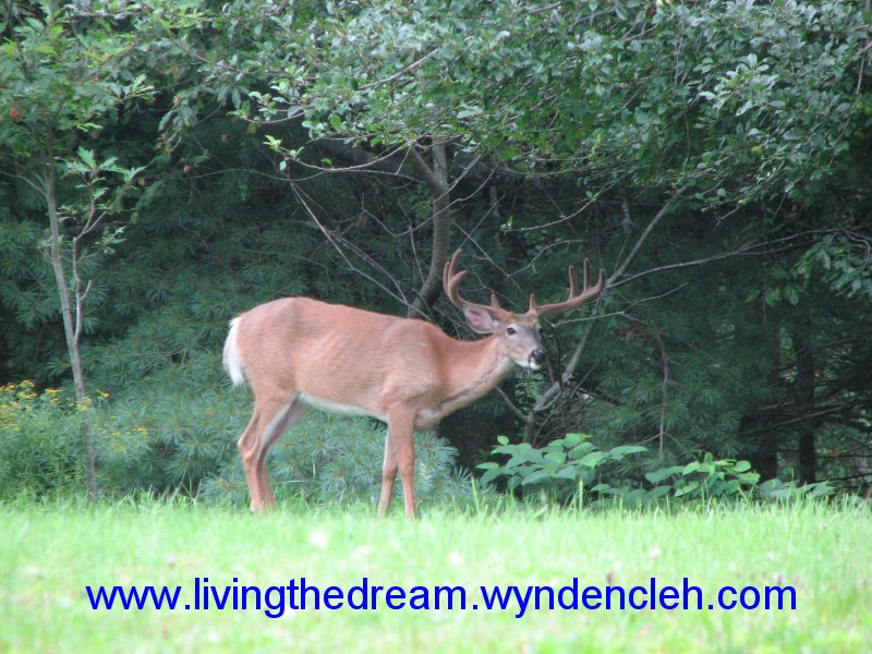 Whitetail Buck