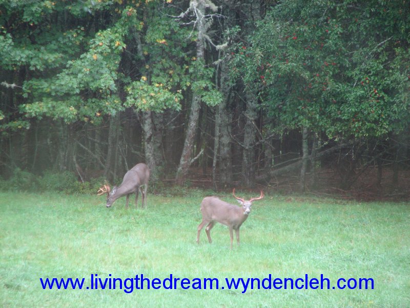 Whitetail Buck