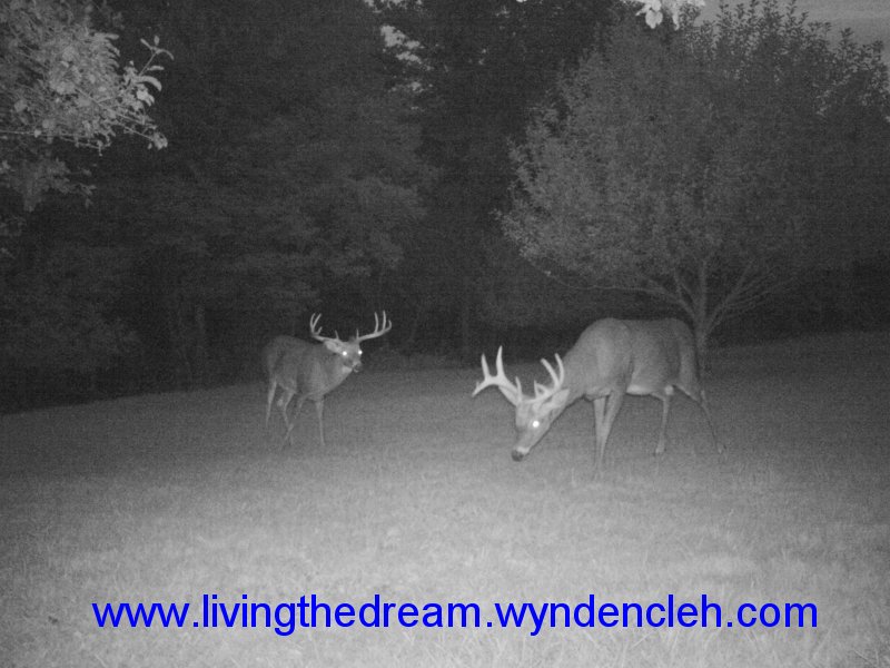 Whitetail Bucks