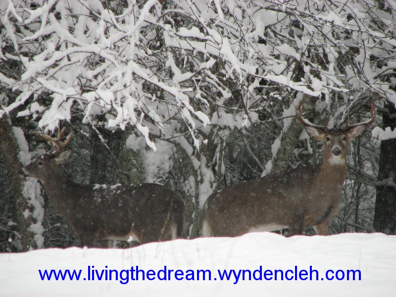 Whitetail Bucks