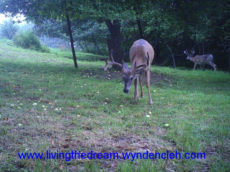 Whitetail Bucks