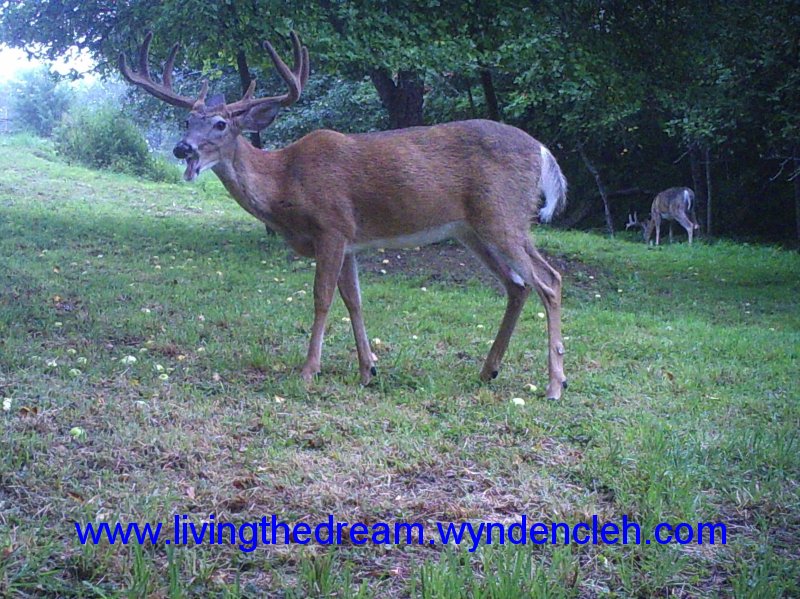 Whitetail Buck