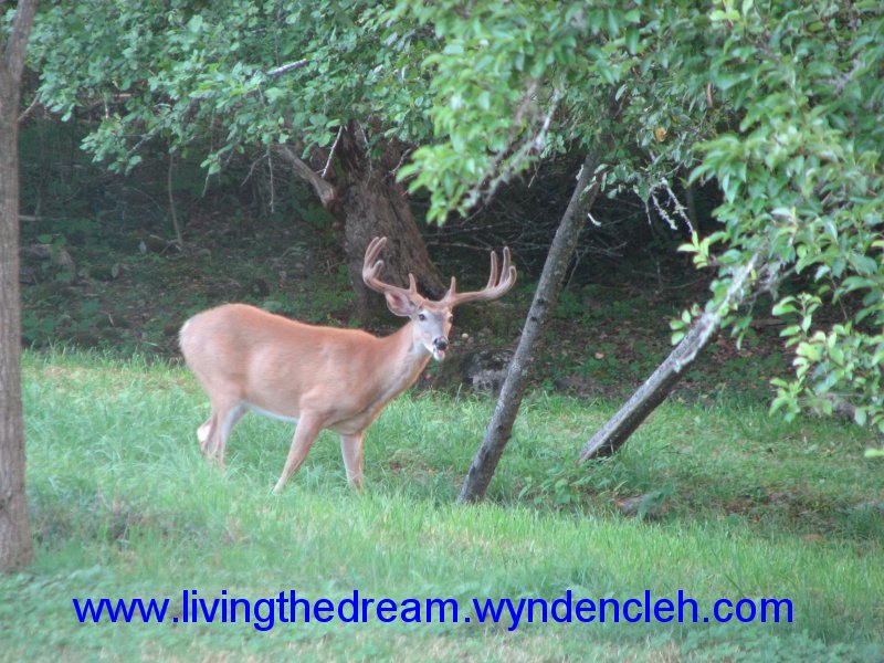 Whitetail Buck