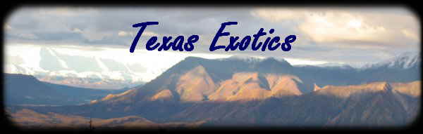 Texas Exotics