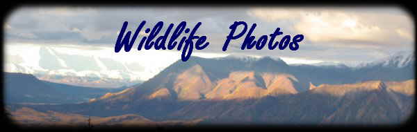 Wildlife Photos