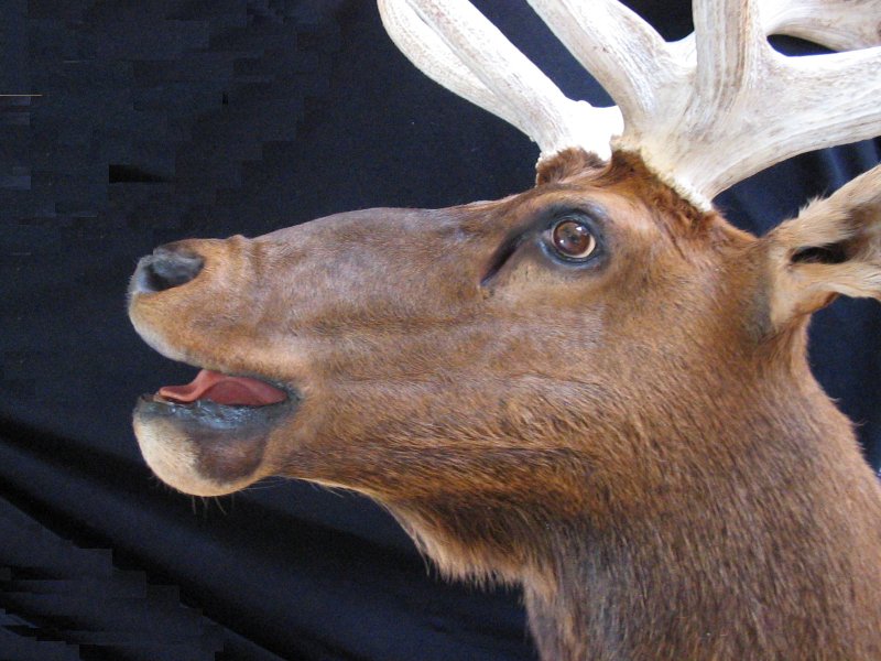 Bugling Elk Mount 