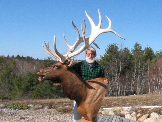 Trophy Rocky Mountain Elk